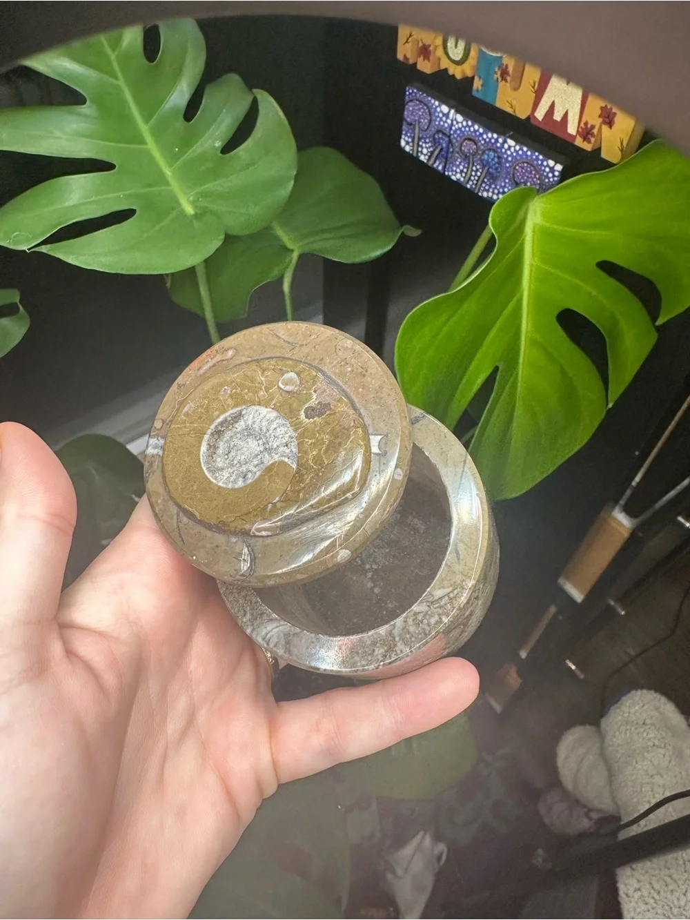 Natural Fossil Container with Lid